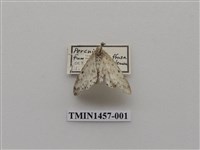 藏品(尺蠖蛾科)的圖片